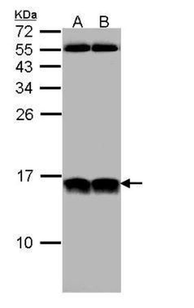 NHP2L1 Antibody in Western Blot (WB)