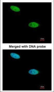 DUSP26 Antibody in Immunocytochemistry (ICC/IF)