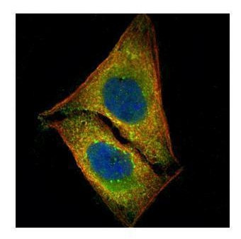 MST1 (STK4) Antibody in Immunocytochemistry (ICC/IF)