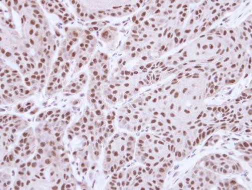 MST1 (STK4) Antibody in Immunohistochemistry (Paraffin) (IHC (P))