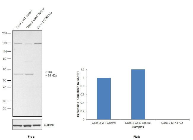 MST1 (STK4) Antibody