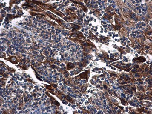 DNase I Antibody in Immunohistochemistry (Paraffin) (IHC (P))