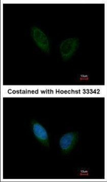 PHKA1 Antibody in Immunocytochemistry (ICC/IF)