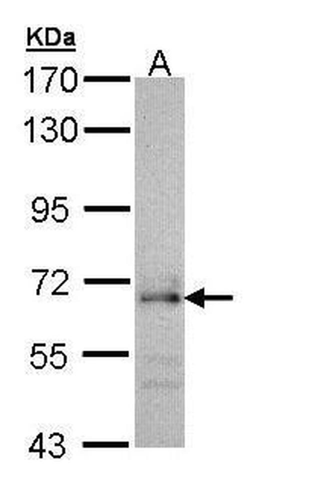 Cdc45L Antibody in Western Blot (WB)