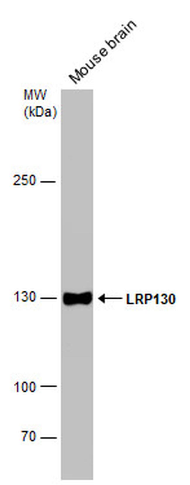 LRP130 Antibody in Western Blot (WB)