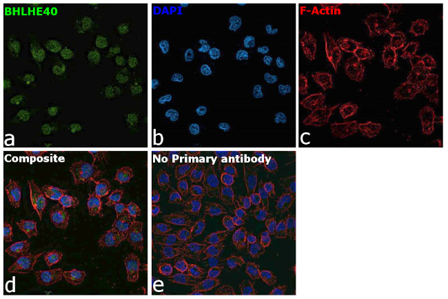 BHLHE40 Antibody in Immunocytochemistry (ICC/IF)