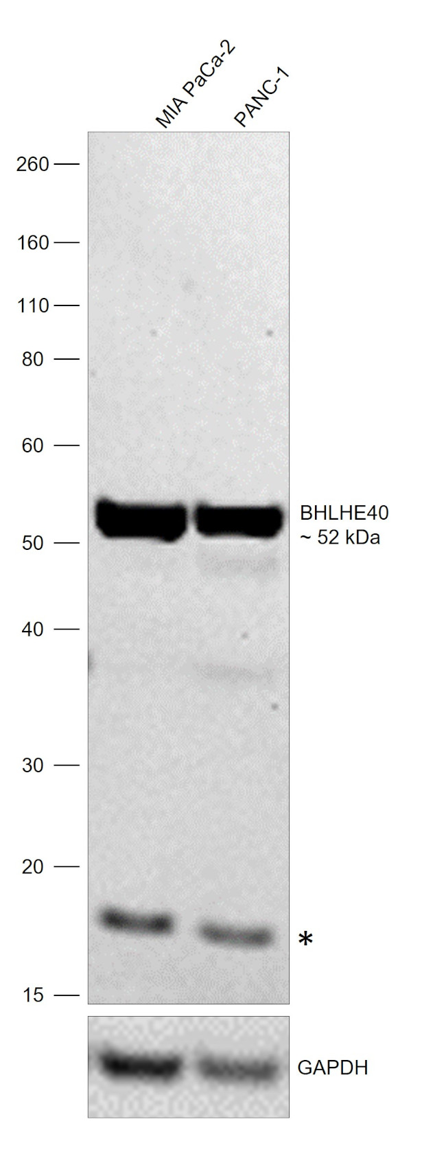BHLHE40 Antibody in Western Blot (WB)