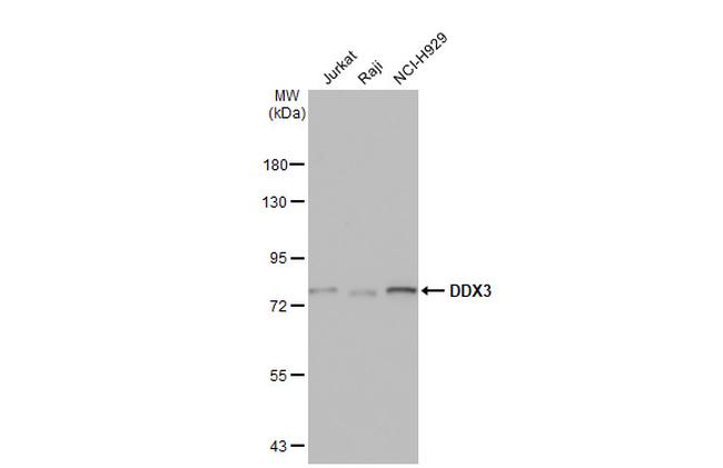 DDX3Y Antibody in Western Blot (WB)