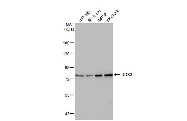 DDX3Y Antibody in Western Blot (WB)