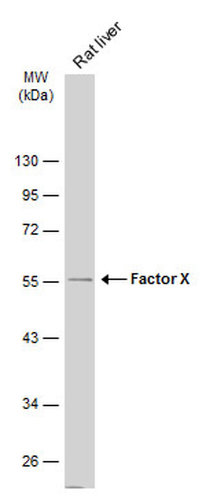 Factor X/Xa Antibody in Western Blot (WB)
