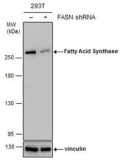 FASN Antibody