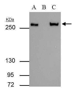 FASN Antibody in Immunoprecipitation (IP)