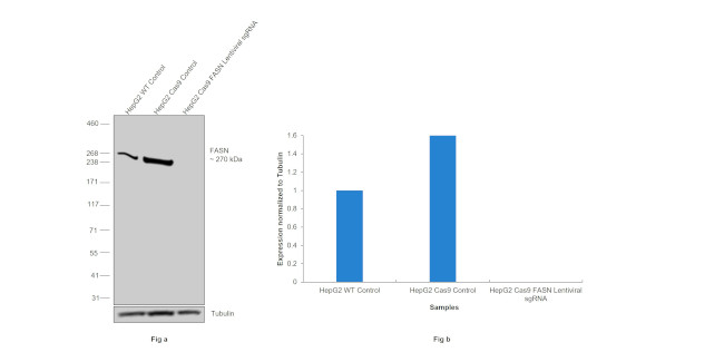 FASN Antibody