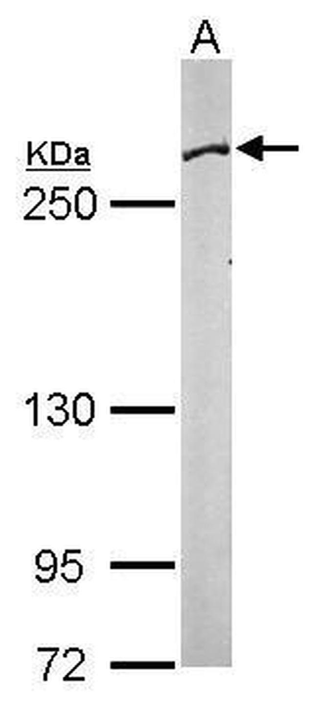 FASN Antibody in Western Blot (WB)