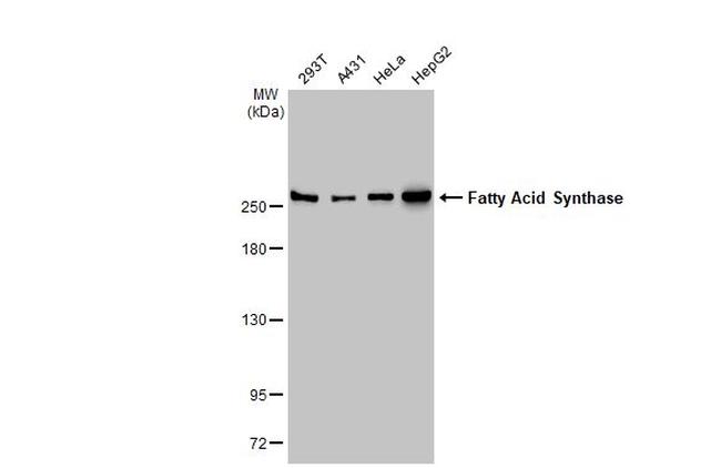 FASN Antibody in Western Blot (WB)