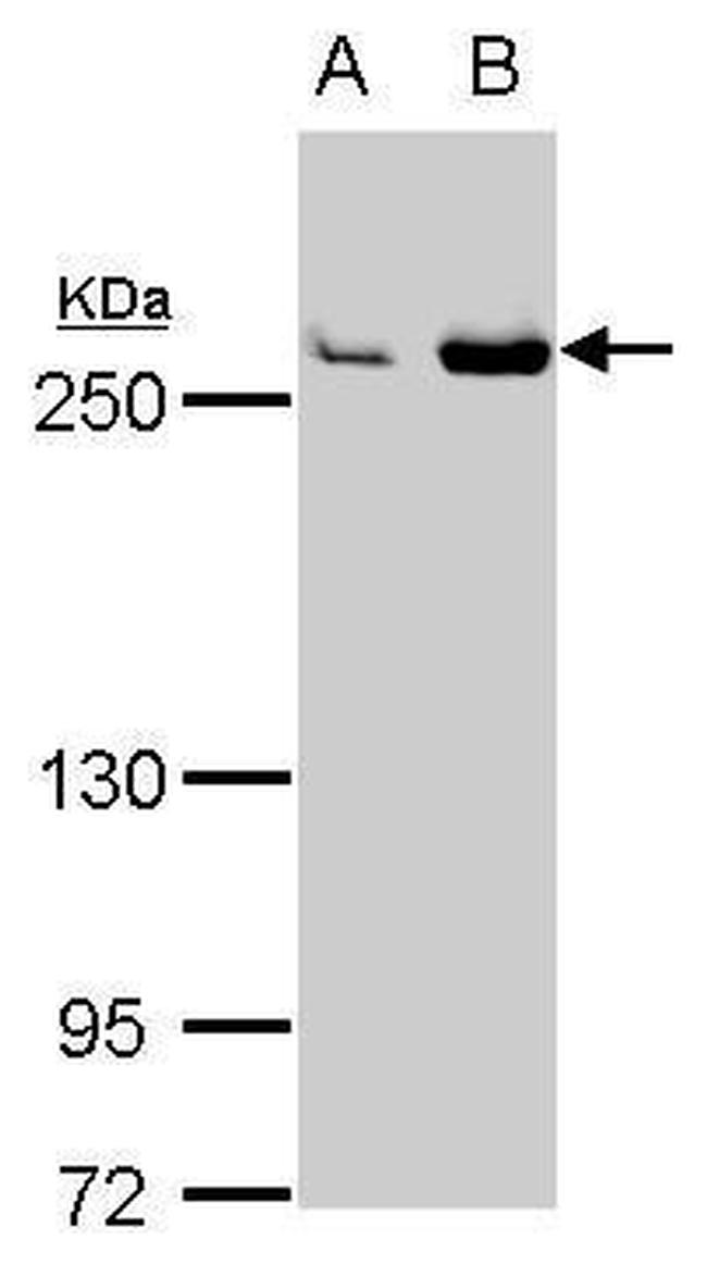 FASN Antibody in Western Blot (WB)