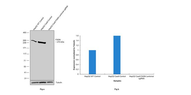 FASN Antibody in Western Blot (WB)