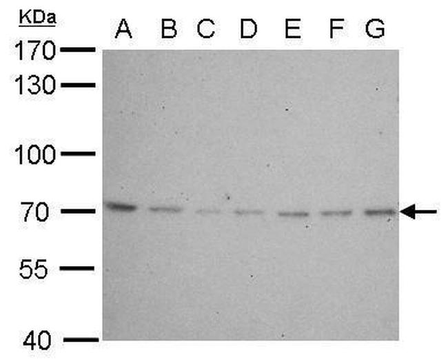 Lamin B2 Antibody in Western Blot (WB)