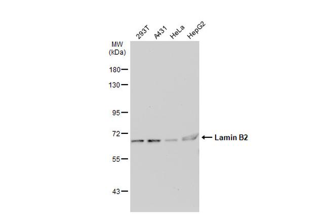 Lamin B2 Antibody in Western Blot (WB)