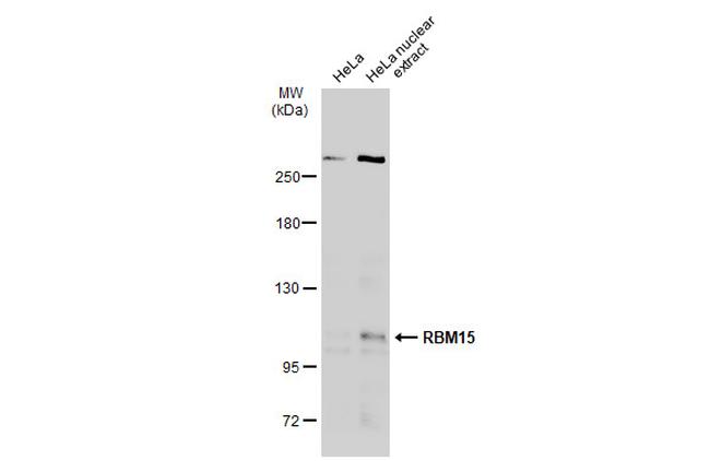 RBM15 Antibody in Western Blot (WB)