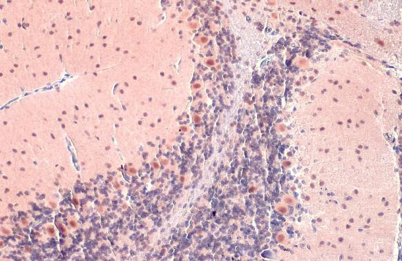 OGT Antibody in Immunohistochemistry (Paraffin) (IHC (P))