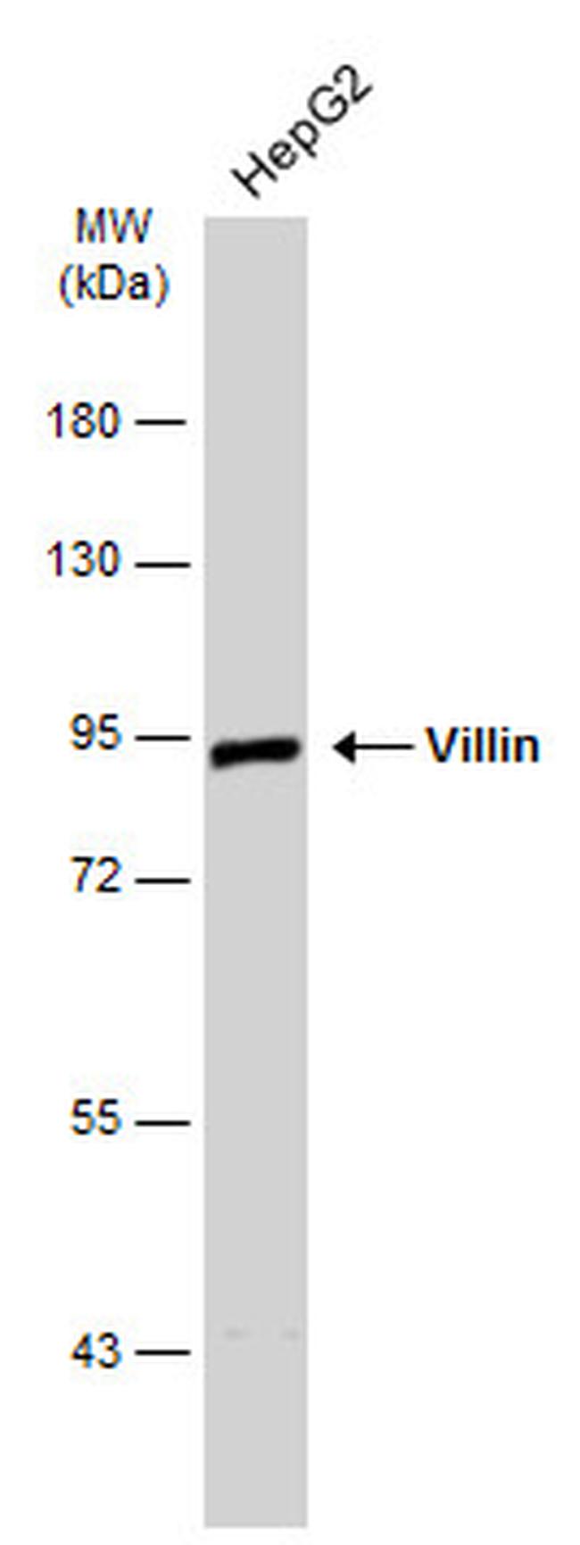 Villin Antibody in Western Blot (WB)