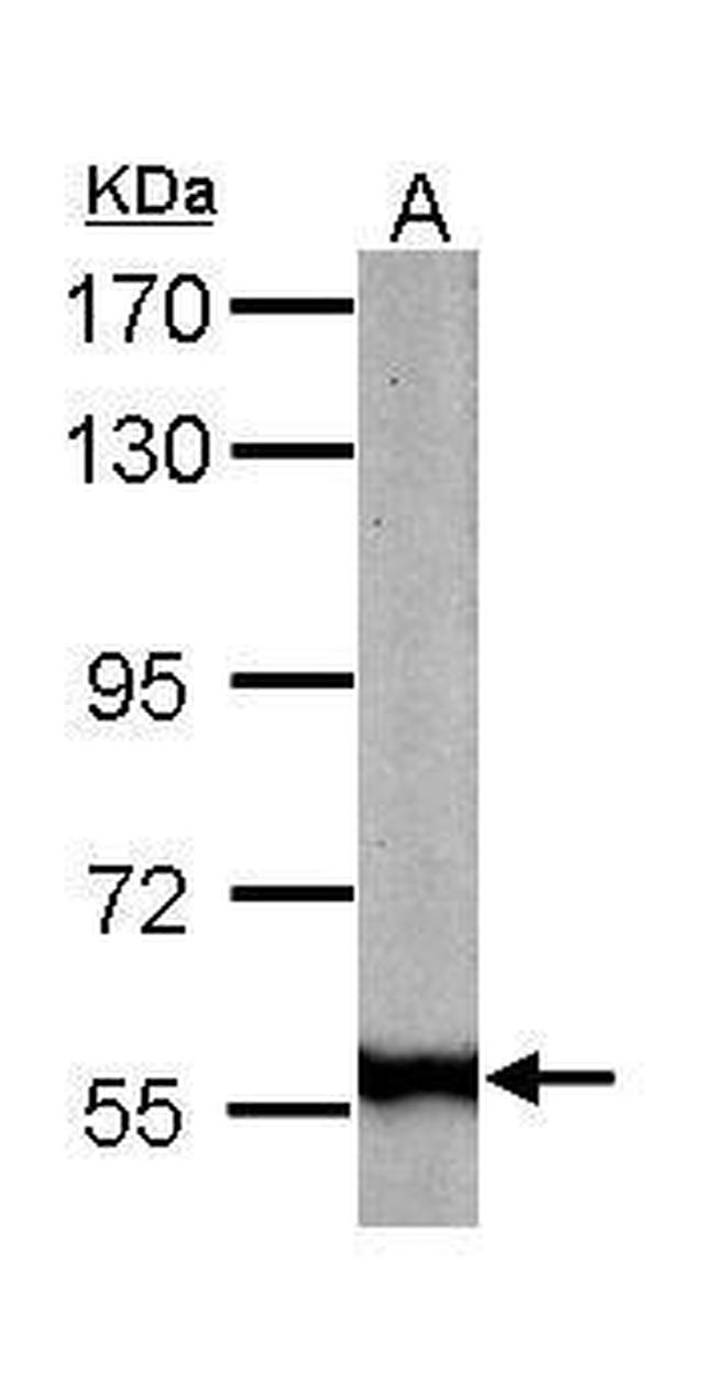 Golgi protein 58k Antibody in Western Blot (WB)