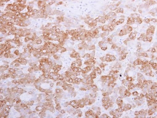 Golgi protein 58k Antibody in Immunohistochemistry (Paraffin) (IHC (P))