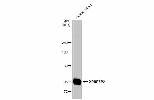 XPNPEP2 Antibody in Western Blot (WB)