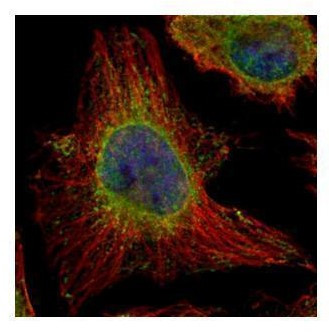 EPHX1 Antibody in Immunocytochemistry (ICC/IF)