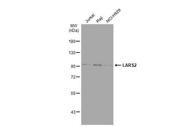 LARS2 Antibody in Western Blot (WB)