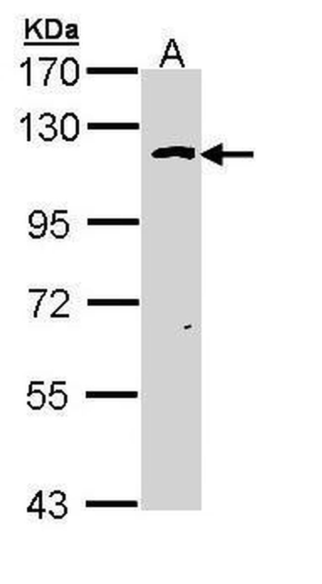 OGT Antibody in Western Blot (WB)