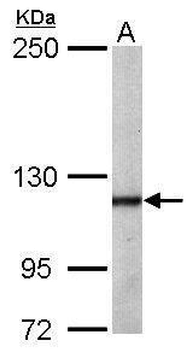 OGT Antibody in Western Blot (WB)