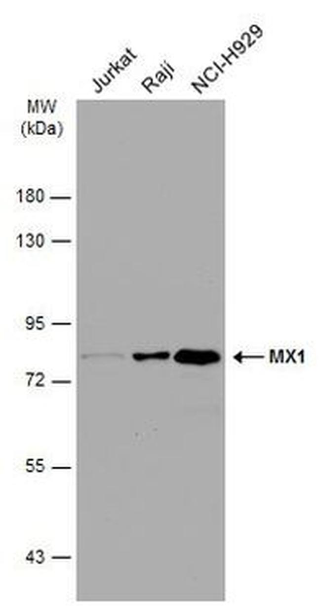 MX1 Antibody in Western Blot (WB)