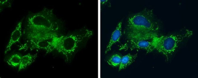 GLDC Antibody in Immunocytochemistry (ICC/IF)