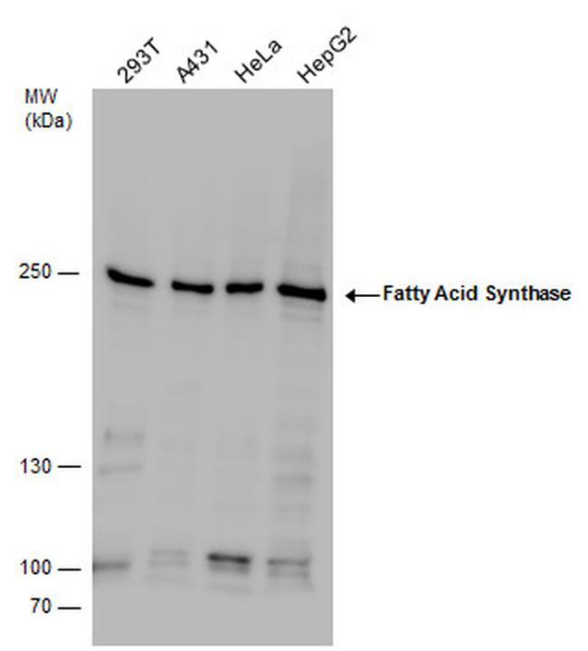 FASN Antibody in Western Blot (WB)