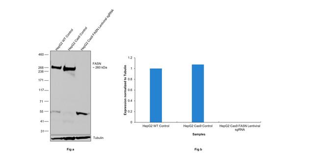 FASN Antibody in Western Blot (WB)