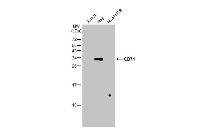 CD74 Antibody in Western Blot (WB)