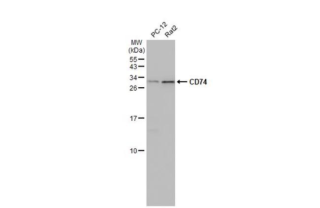 CD74 Antibody in Western Blot (WB)