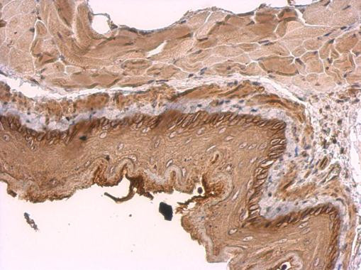 KIDINS220 Antibody in Immunohistochemistry (Paraffin) (IHC (P))