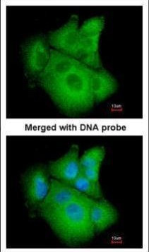 PSAT1 Antibody in Immunocytochemistry (ICC/IF)