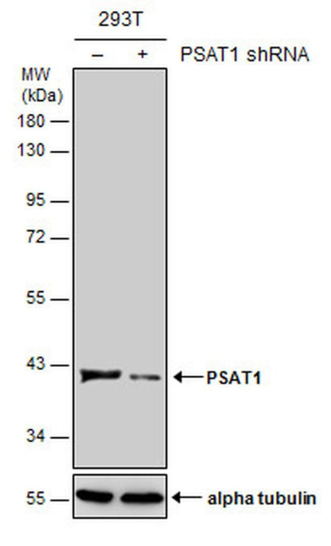 PSAT1 Antibody