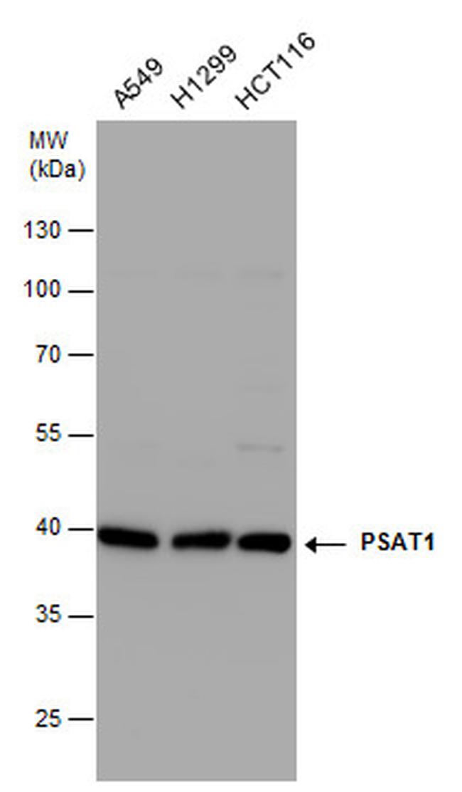 PSAT1 Antibody in Western Blot (WB)