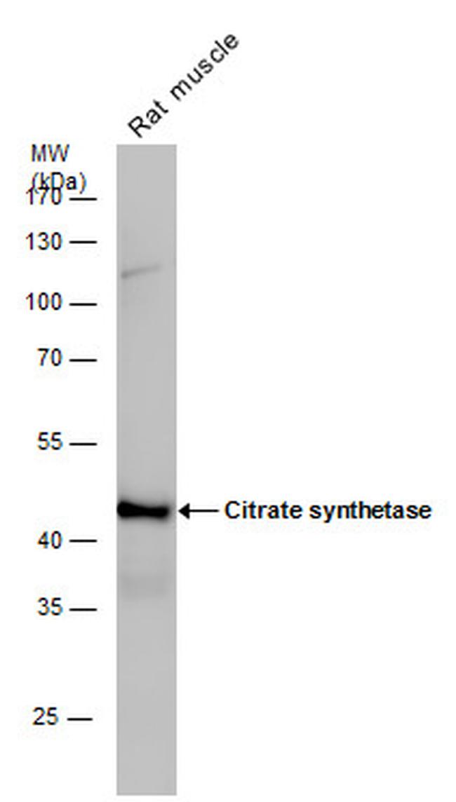 Citrate Synthase Antibody in Western Blot (WB)