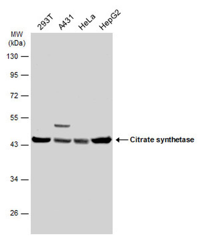 Citrate Synthase Antibody in Western Blot (WB)