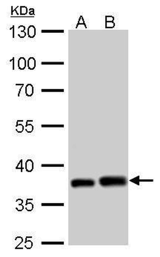 PEX19 Antibody in Western Blot (WB)