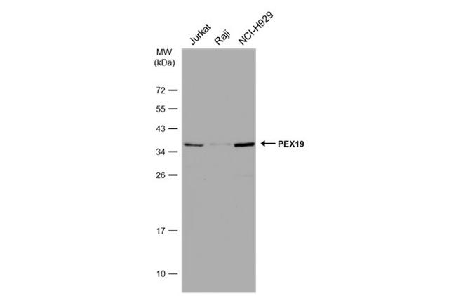 PEX19 Antibody in Western Blot (WB)