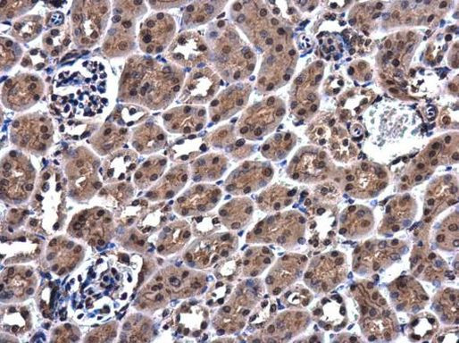 ZC3H12A Antibody in Immunohistochemistry (Paraffin) (IHC (P))