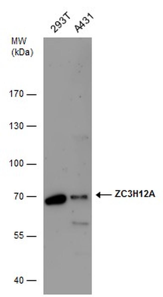 ZC3H12A Antibody in Western Blot (WB)