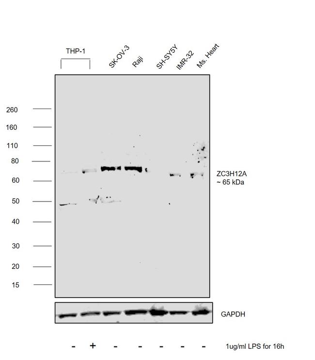 ZC3H12A Antibody in Western Blot (WB)